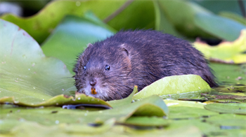 River Thaw - Water Vole